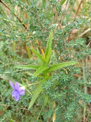Monopsis stellarioides