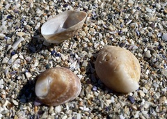 Bostrycapulus aculeatus