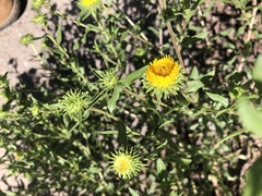 Grindelia nuda