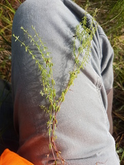 Galium labradoricum