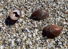 Crepidula porcellana