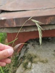 Poaceae