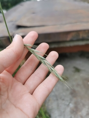 Poaceae