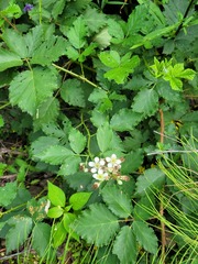 Rubus procerus