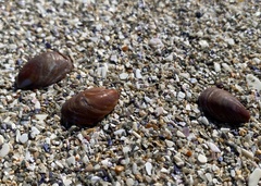 Crepidula porcellana