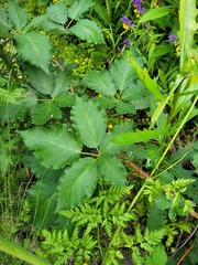 Rubus procerus