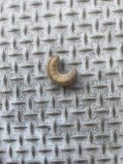 Lepidoptera