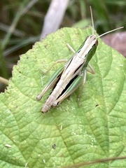 Pseudochorthippus parallelus