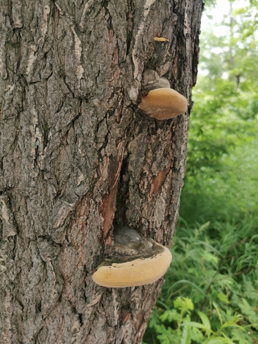 Willow Bracket (Phellinus igniarius)