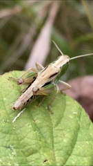 Pseudochorthippus parallelus