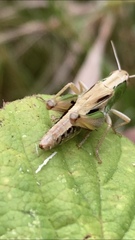 Pseudochorthippus parallelus