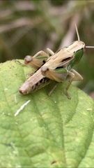 Pseudochorthippus parallelus