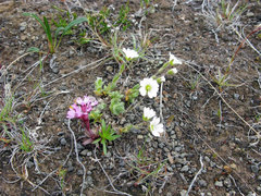 Cerastium alpinum