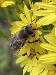 Apis mellifera