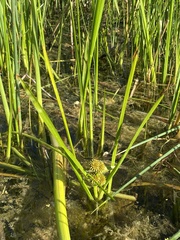 Sparganium glomeratum