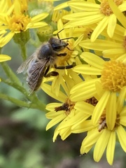 Apis mellifera