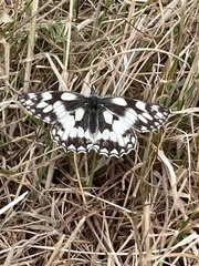 Melanargia galathea