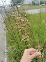 Bromus inermis