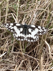 Melanargia galathea