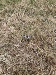 Melanargia galathea