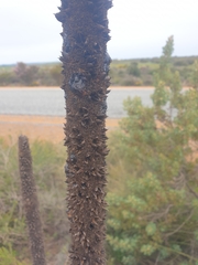 Xanthorrhoea brunonis