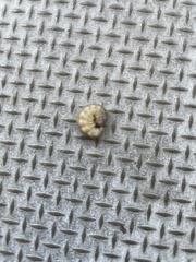 Lepidoptera