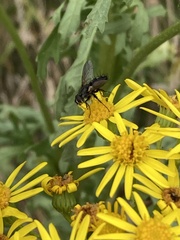 Eriothrix