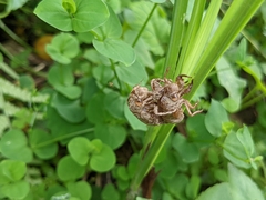 Chremistica ochracea