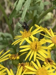 Eriothrix