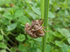 Chremistica ochracea