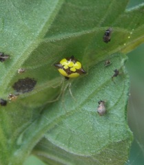 Theridula gonygaster