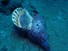 Charonia tritonis