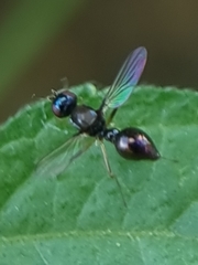 Dicranosepsis