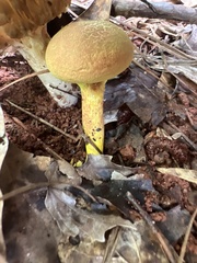 Pulveroboletus