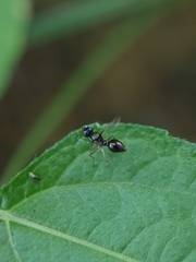 Dicranosepsis