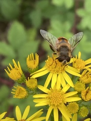 Eristalis tenax