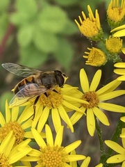 Eristalis tenax