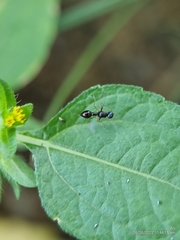 Dicranosepsis