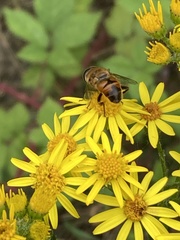Eristalis tenax