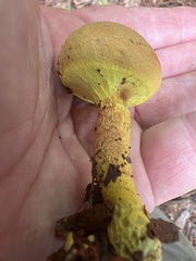 Pulveroboletus