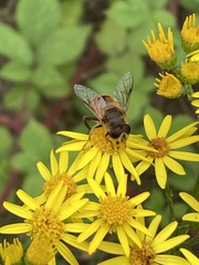 Eristalis tenax