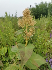 Koenigia weyrichii