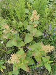 Koenigia weyrichii