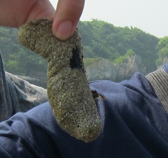 Holothuria atra