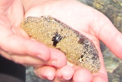 Holothuria atra