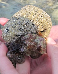 Holothuria atra