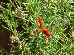 Crocothemis erythraea