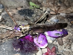 Eppia truncatipennis
