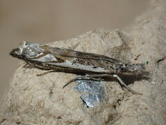 Platytes alpinella