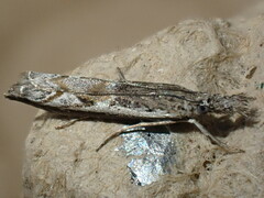Platytes alpinella
